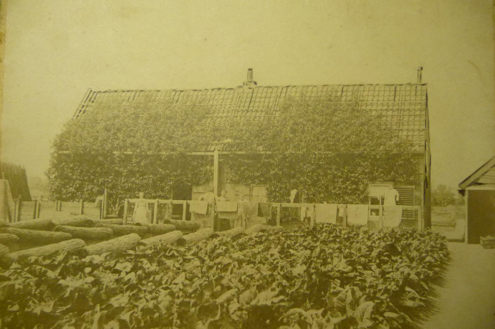 Tuinderij van Pieter Eijgenraam aan de Biersloot. In het midden, Liedewij Broek. Linksop de foto de matten ter bescherming van de planten gedurende de koude periode